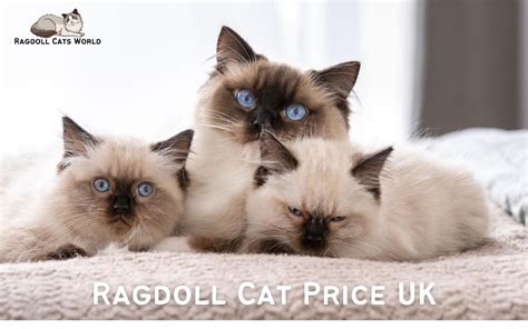 ragdoll cat price philippines 2024